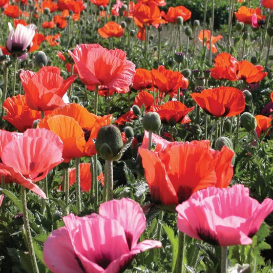 a field of brightly coloured orange and pink pizzicato poppy flowers