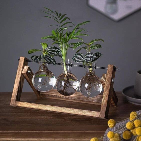 wooden stand with three glass bottles with plants propagating inside