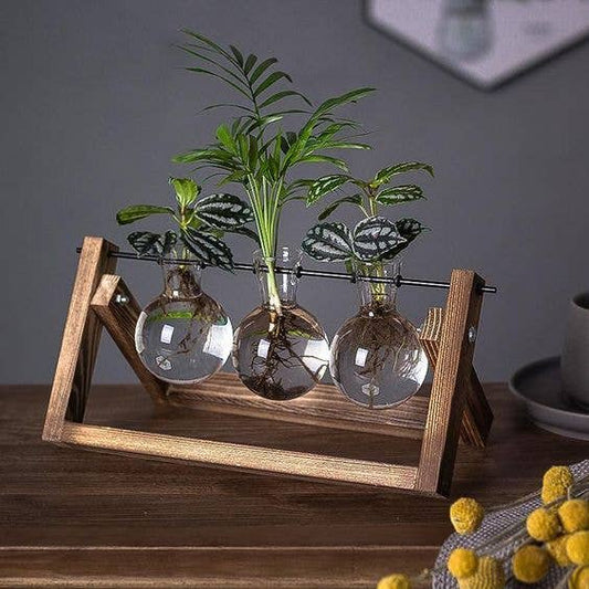 wooden stand with three glass bottles with plants propagating inside