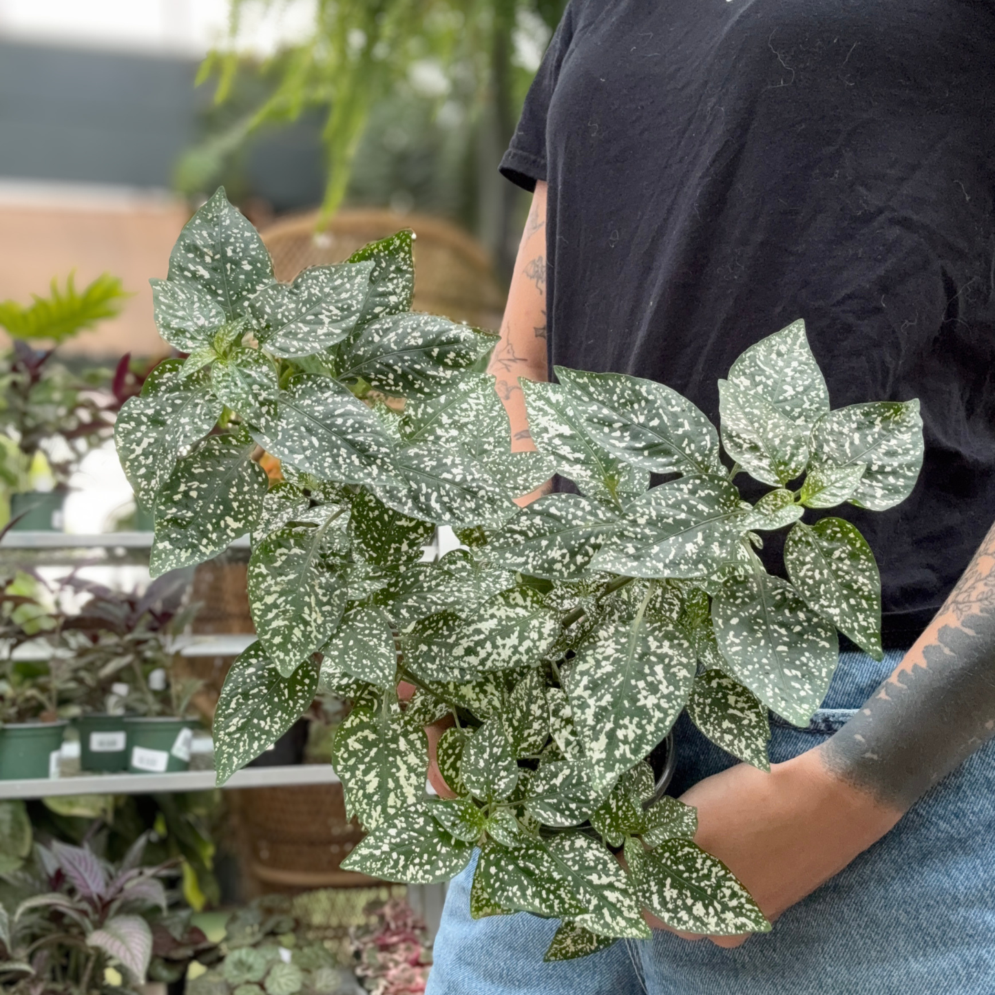 A person holding a leafy polka dot houseplant with green and white leaves in a greenhouse setting.