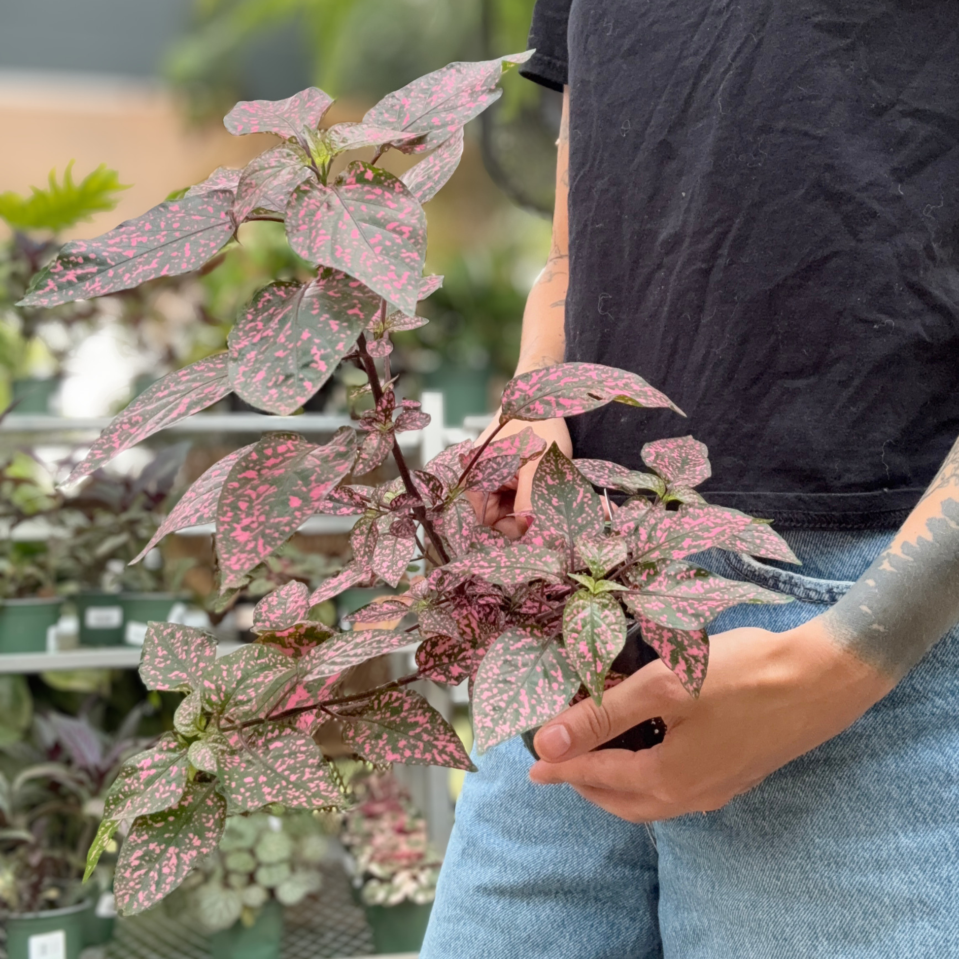A person holding a potted variegated polka dot plant with pink and green mottled leaves, wearing a black t-shirt and light blue jeans in a greenhouse setting.