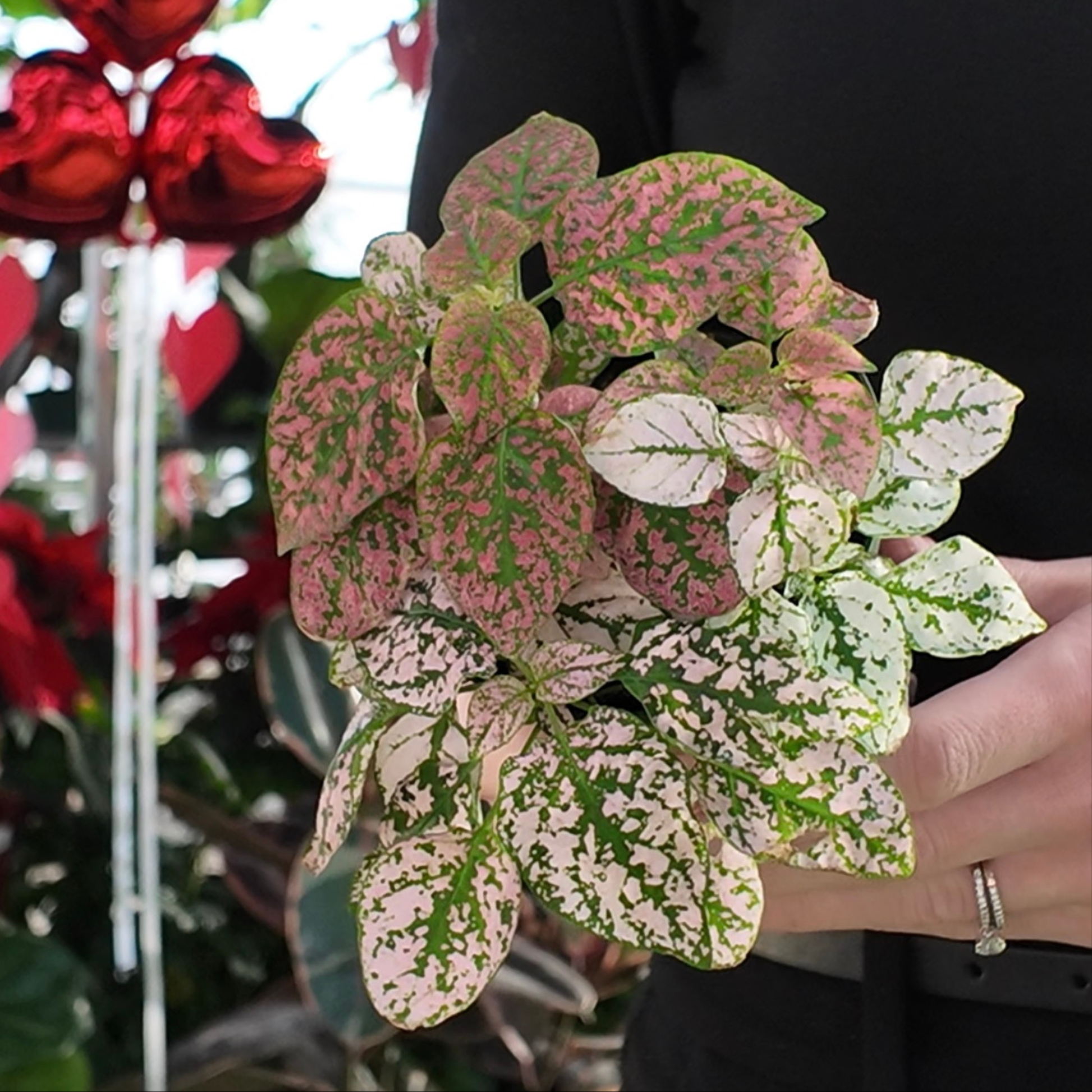 Hand holding a polka dot plant with red and green leaves, blurred background