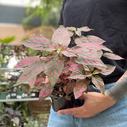 A potted variegated polka dot plant with pink and green leaves, held by a person wearing a black t-shirt and blue jeans in a greenhouse setting.