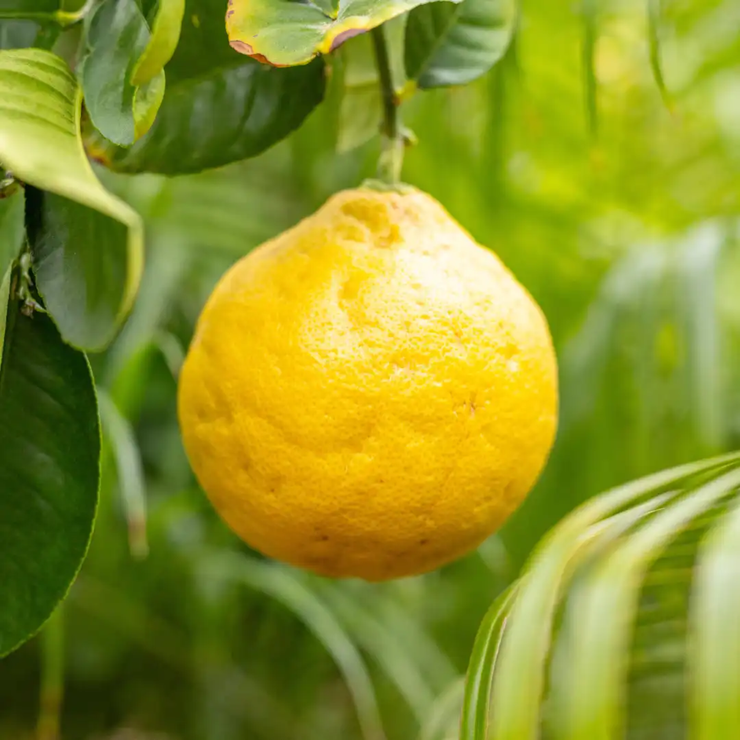Yellow ponderosa lemon hanging from a tree with green leaves.