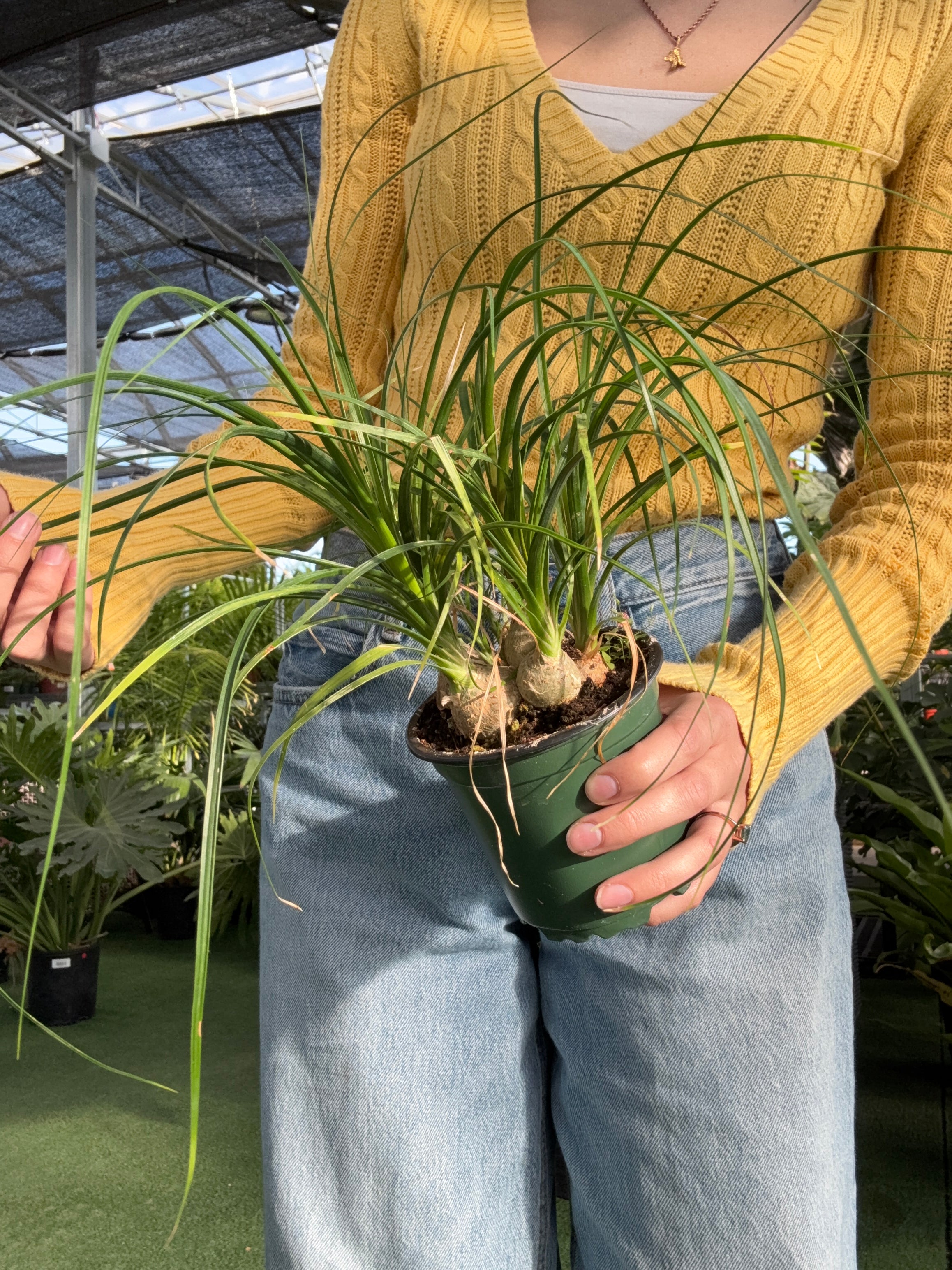 現物「トクリラン・ポニーテール」８号　Beaucarnea recurvata Ponytail Palm Multi | Beaucarnea recurvata – Urbane Eight Inc.
