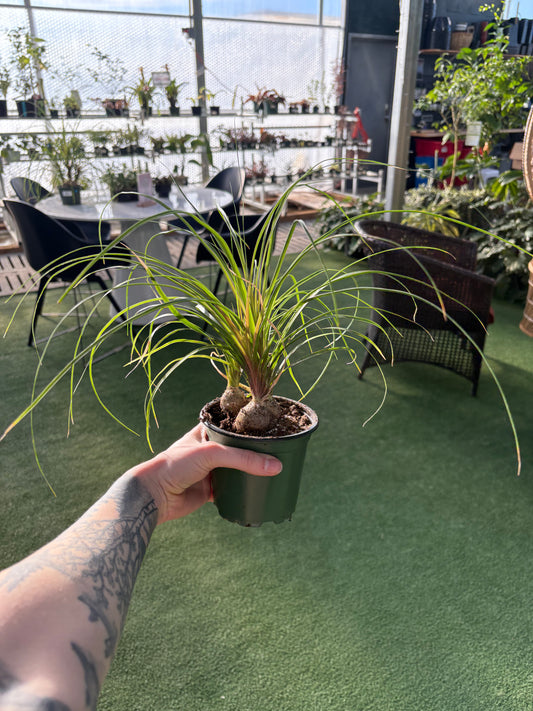 person holding a pony tail palm in a greenhouse setting
