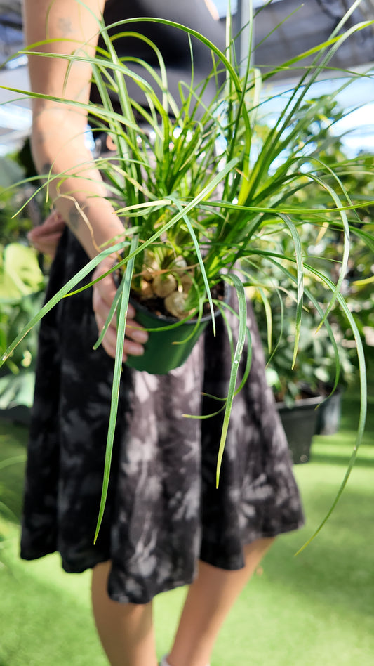 a person holding a potted ponytail palm plant in a greenhouse setting with a blurred background