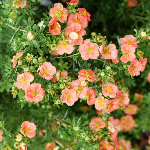 Happy Face® Orange Potentilla (PW)