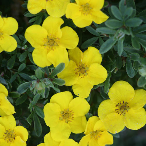 Happy Face® Yellow Potentilla (PW)