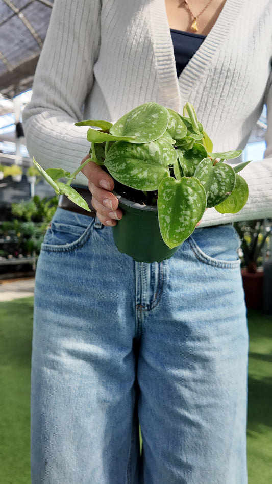 Person holding a potted satin pothos plant in a greenhouse setting
