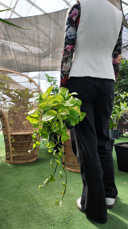 Person holding a potted pothos lemon top plant in a greenhouse setting with wicker furniture and plants.