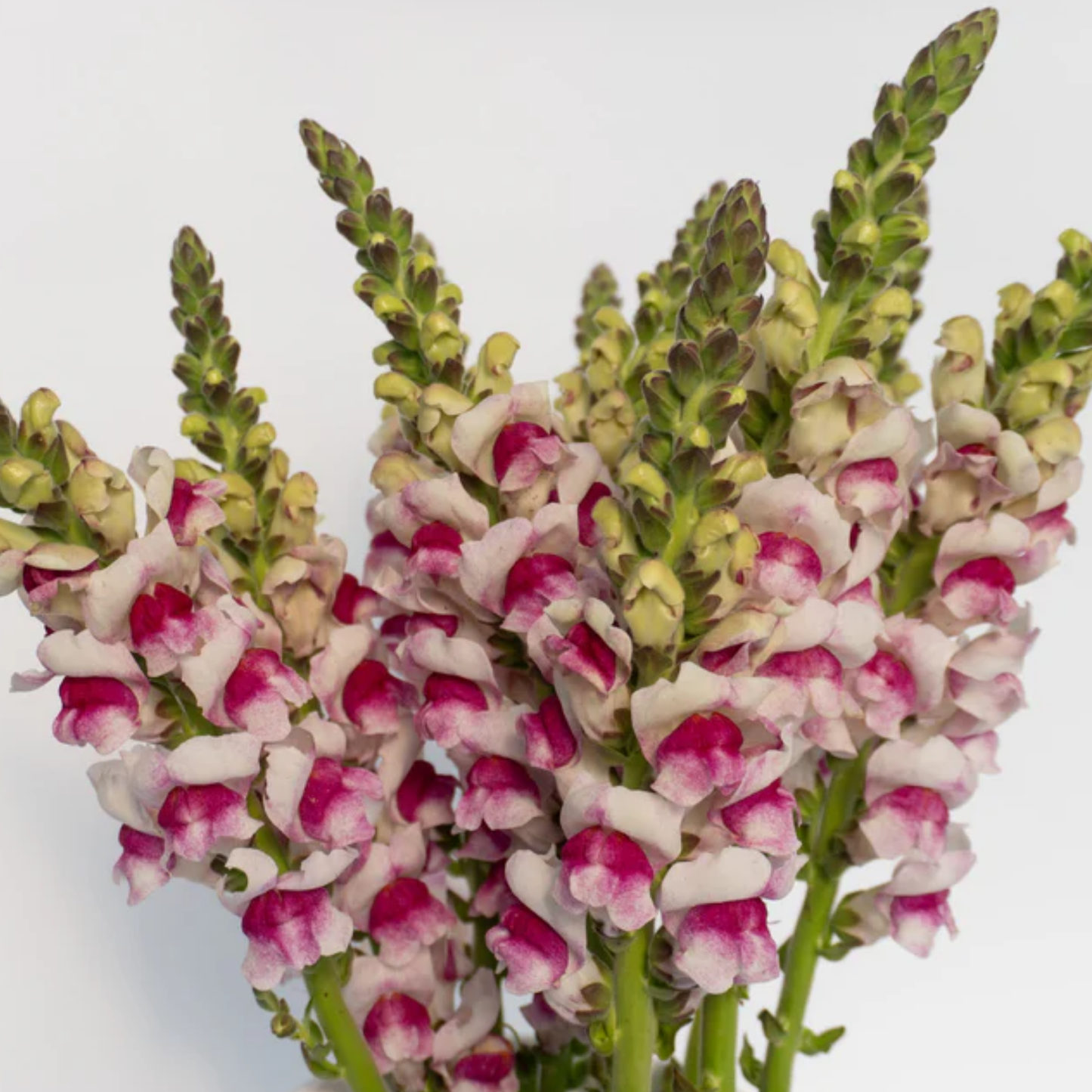 a close up of pink snap dragon plum blossom flowers