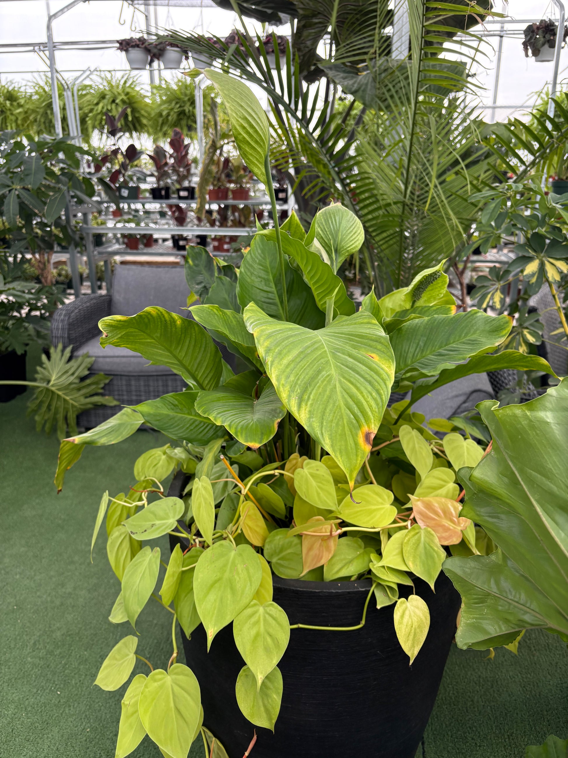 a potted peace lily arrangement in a greenhouse setting