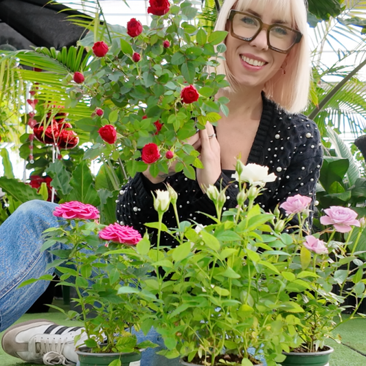 Woman among potted plants with red and pink roses in a greenhouse setting