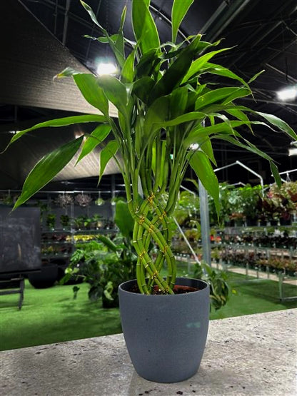 a potted lucky bamboo plant in a greenhouse setting