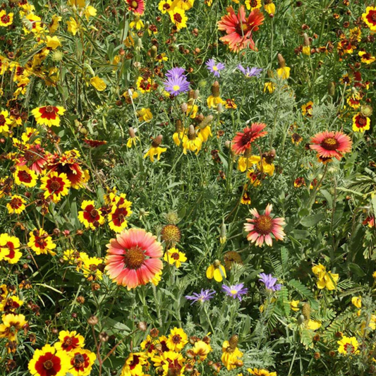 a field of brightly coloured prairie wildflowers