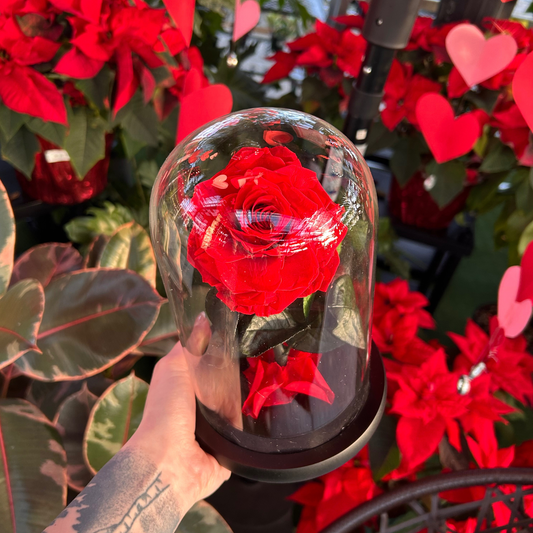 hand holding a preserved red rose in a glass cloche surrounded by plants