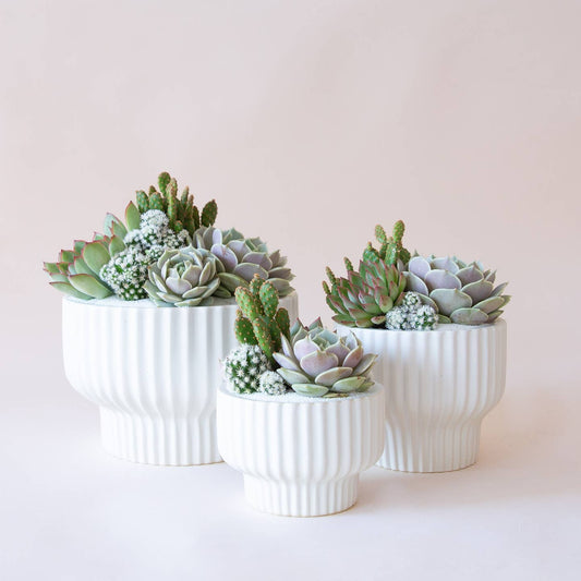 Three white ceramic pedestal planters with succulent and cactus arrangements on a neutral background.
