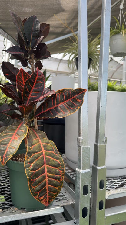 Croton 'Petra' (Codiaeum variegatum 'Petra')