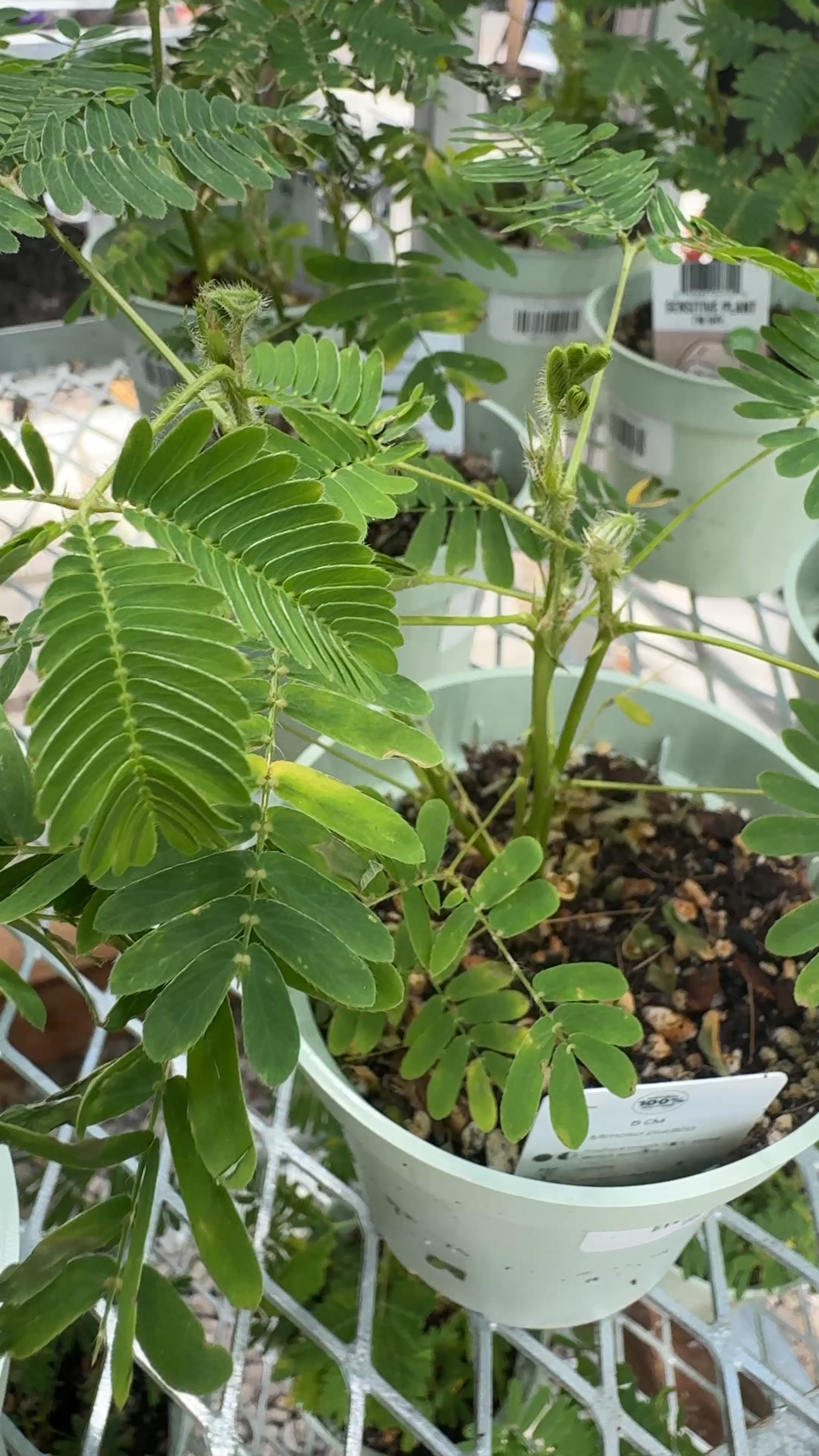 Sensitive Plant | Mimosa pudica – Urbane Eight Inc.