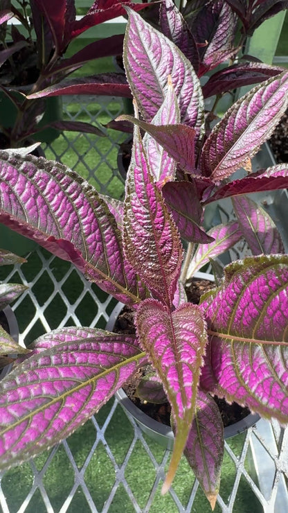 Bouclier persan (Strobilanthes dyerianus)