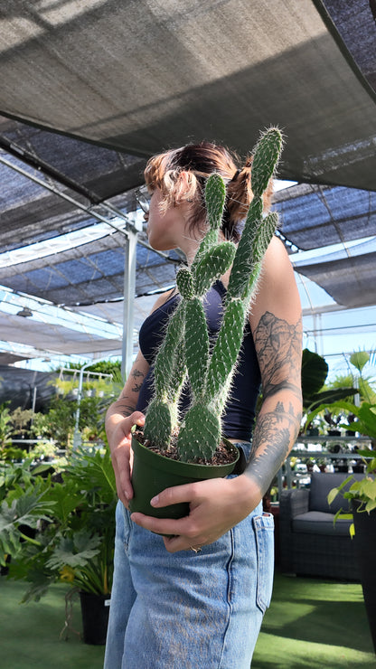 Person holding a potted prickly pear cactus in a greenhouse setting