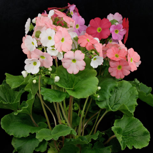 a flowering primula obconical plant with wi=hite pink and purple flowers and green leaves with a black background