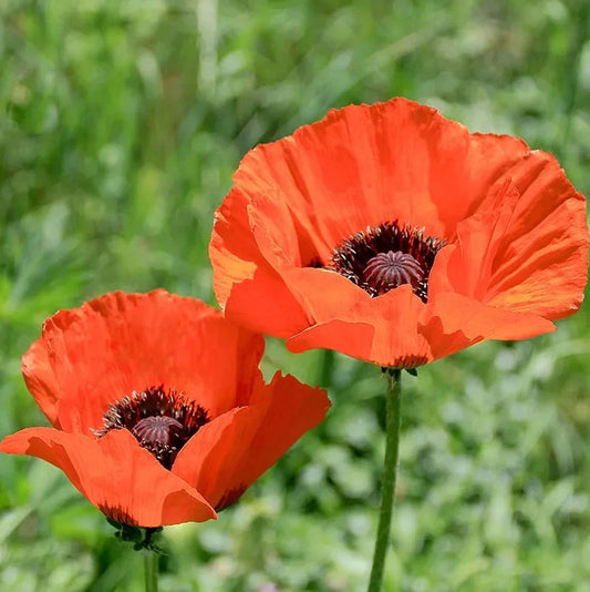Pavot d'Orient Prince d'Orange