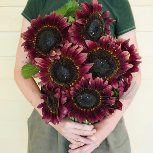 Person holding a bouquet of dark red procut sunflowers against a light background