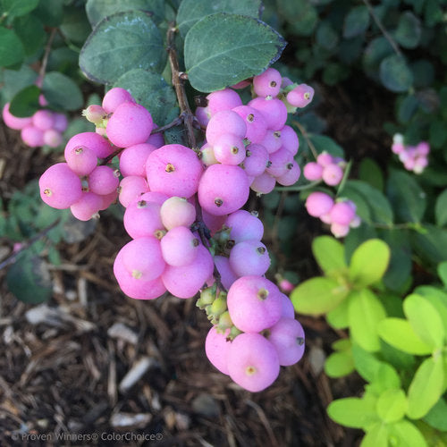 Proud Berry™ Baie de corail (PW)