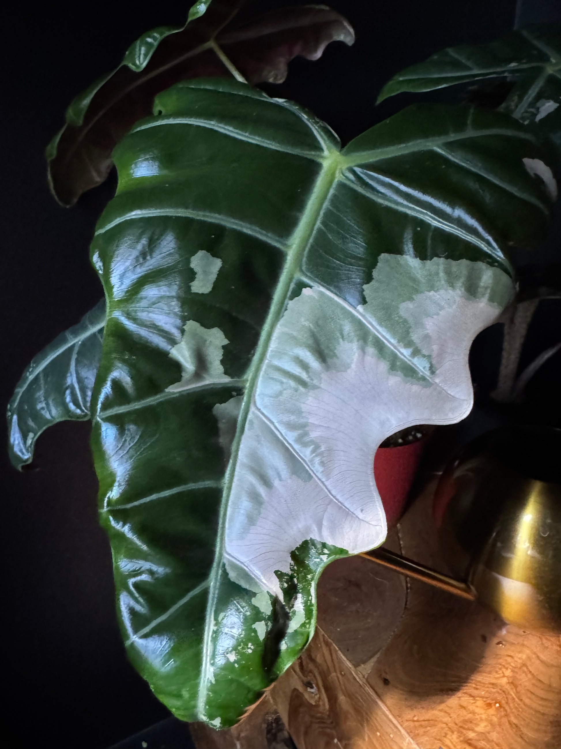 Close-up of a large green leaf with white spots, on a dark background.