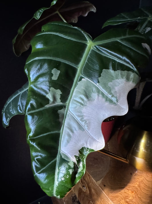 Close-up of a large green leaf with white spots, on a dark background.