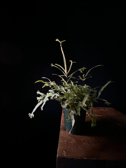 Pteris Fern