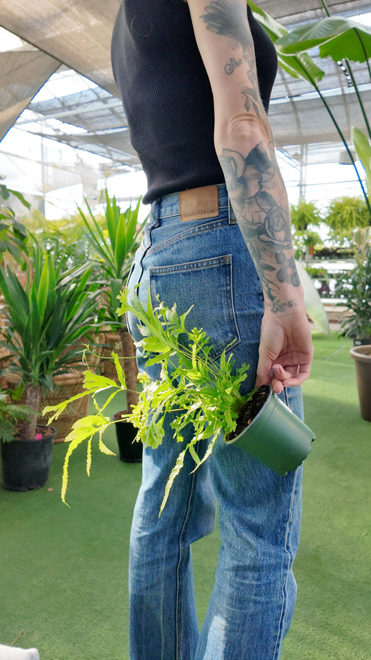Person holding a potted plant in a greenhouse setting