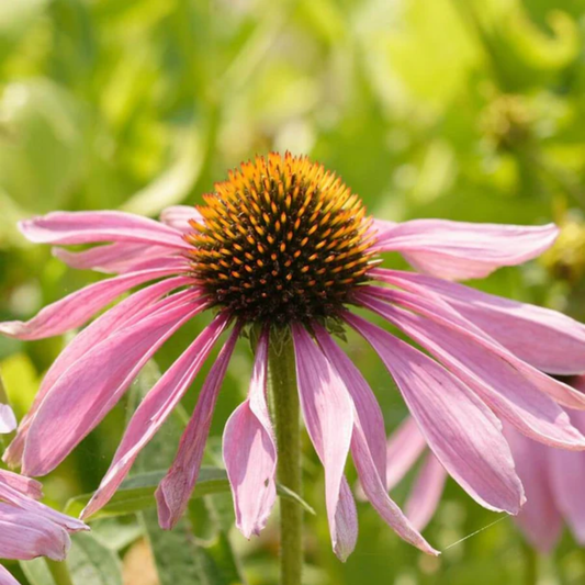 a close up of a bright pink purple coneflower echinacea flower with a yellow centre
