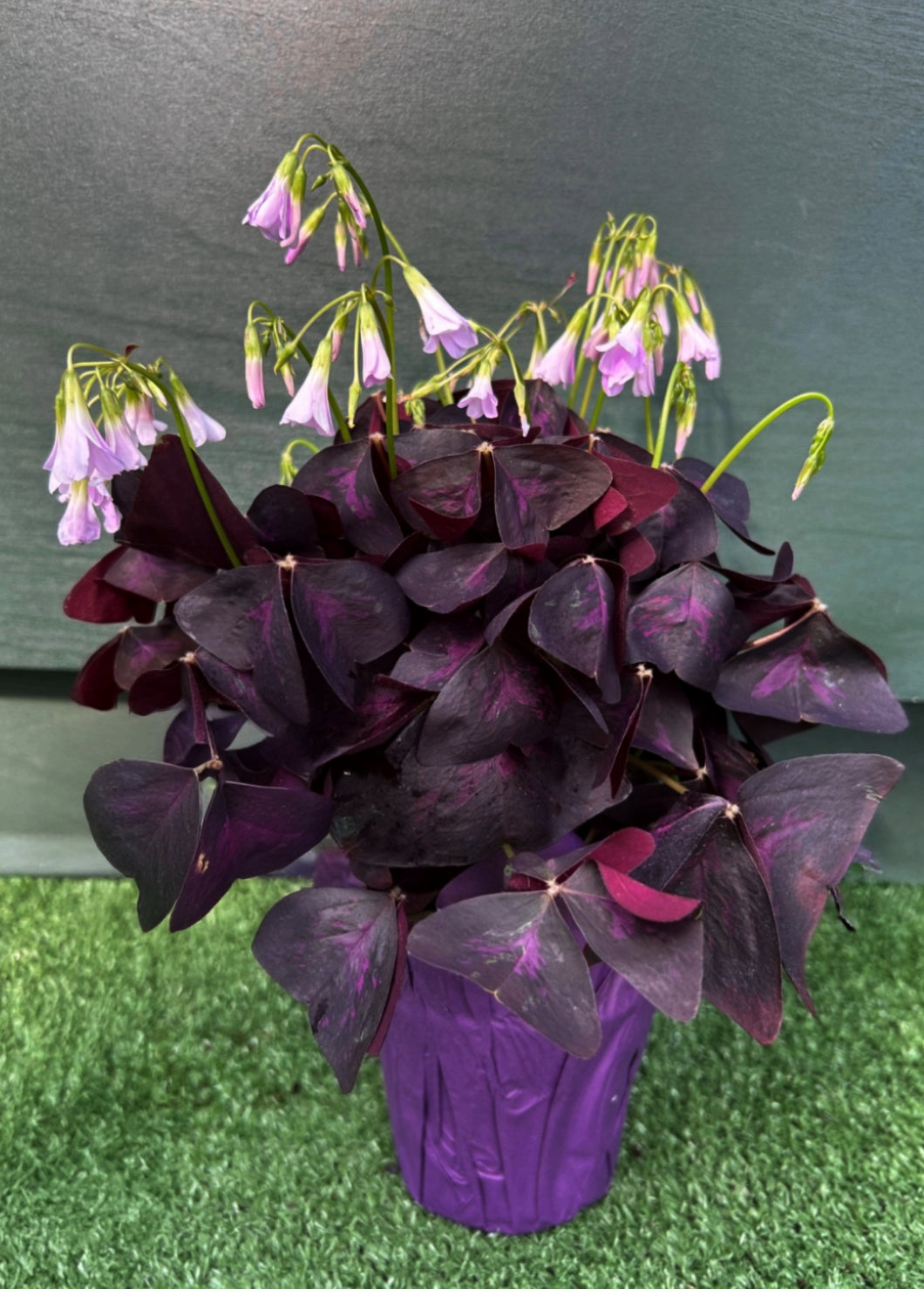 A potted Oxalis Purple houseplant with deep purple triangular leaves and delicate pinkish-white flowers.