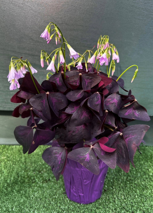 A potted Oxalis Purple houseplant with deep purple triangular leaves and delicate pinkish-white flowers.