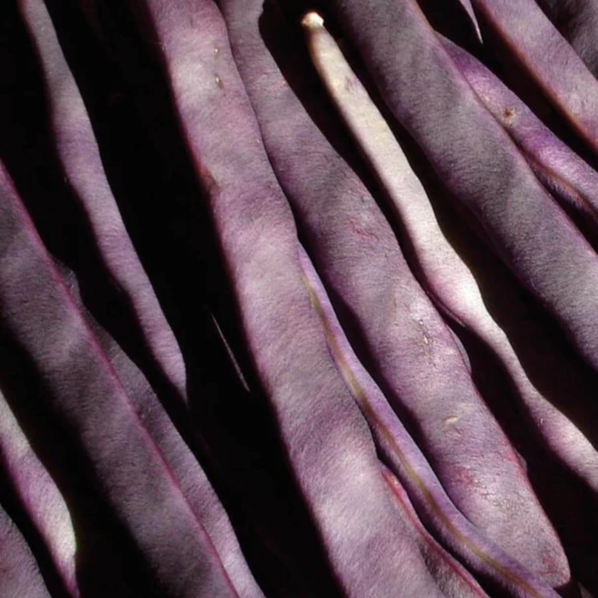 a close up of a pile of dark purple peacock beans