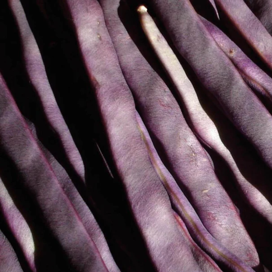 a close up of a pile of dark purple peacock beans