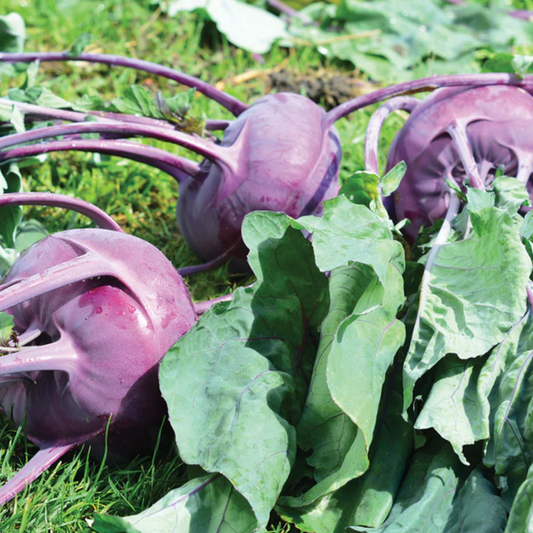 purple Vienna kohlrabi vegetable plants with green leaves growing in a garden setting