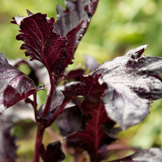 a close up of purple ruffle basil with a blurred green background