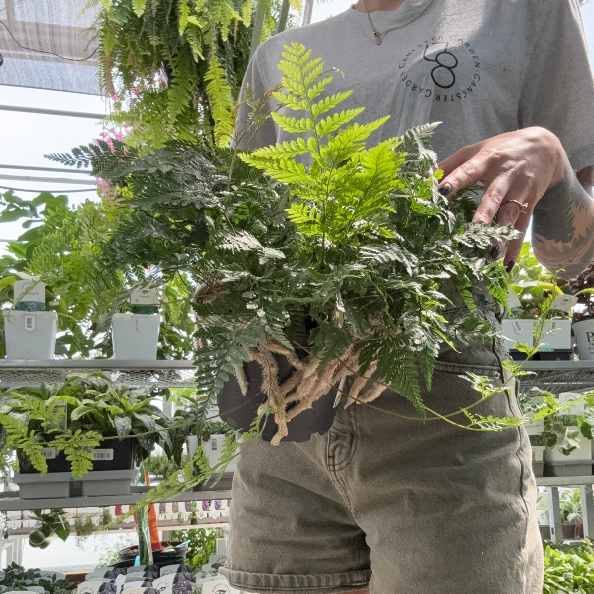 a person holding  rabbits foot fern plant in a greenhouse setting