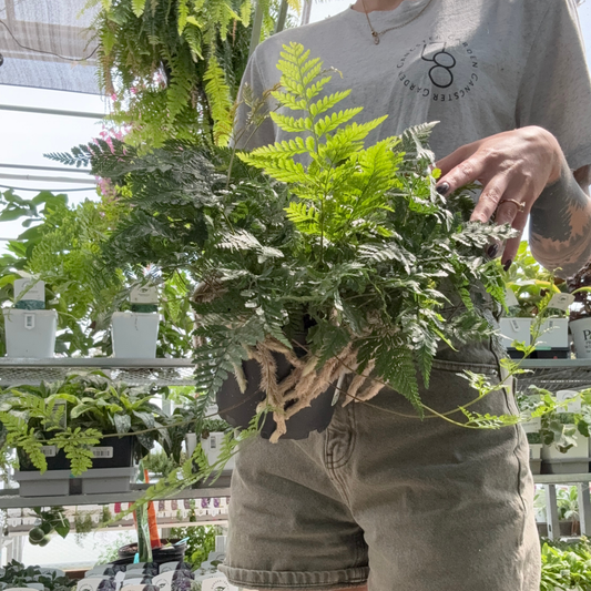 a person holding  rabbits foot fern plant in a greenhouse setting