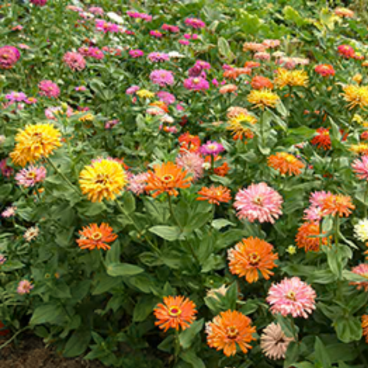 a field of orange pink and yellow Raggedy Anne cactus zinnia flowers