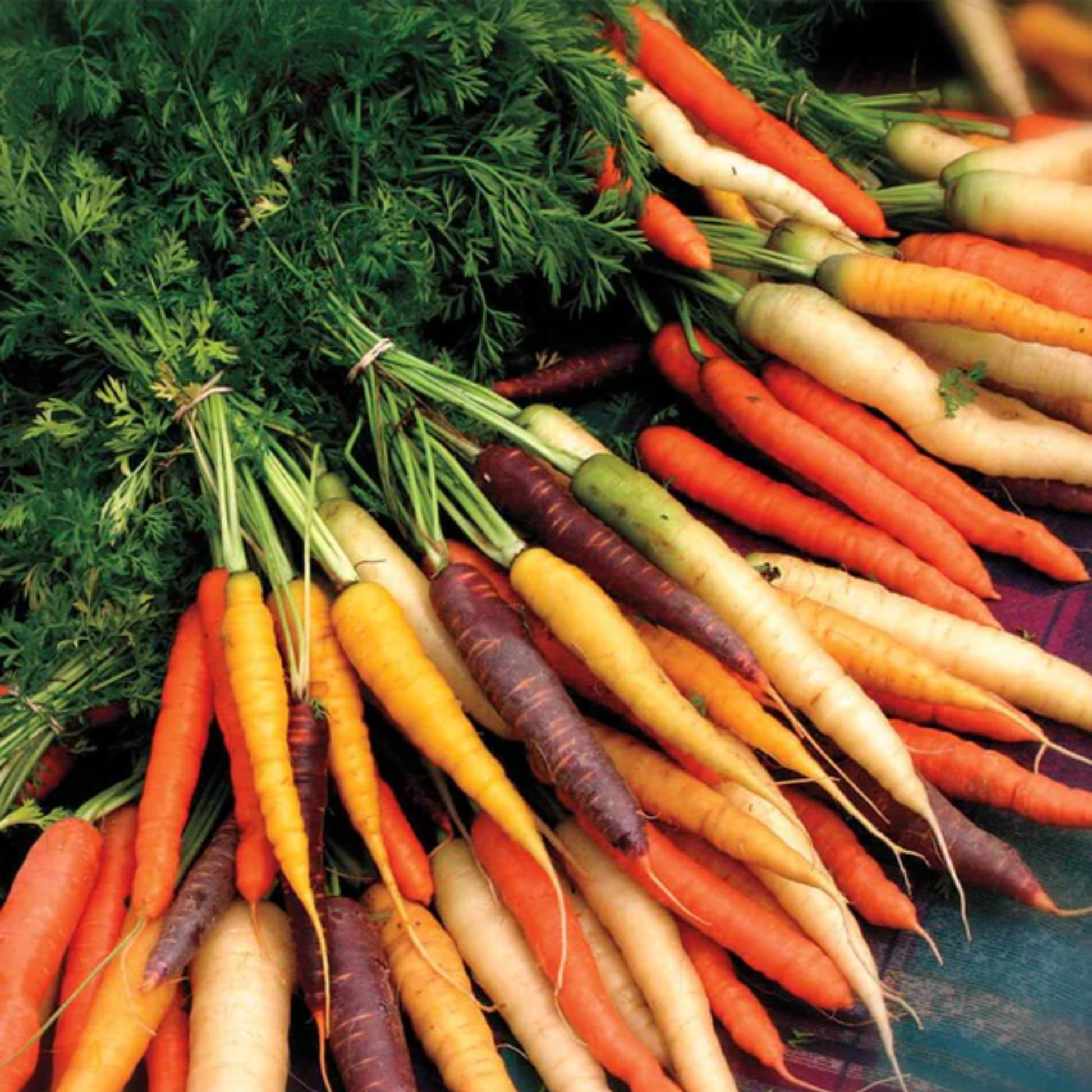 a large pile of multi coloured rainbow blend carrots all stacked on top of each other