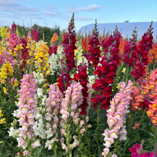a field of brightly coloured rainbow mix snapdragon flowers