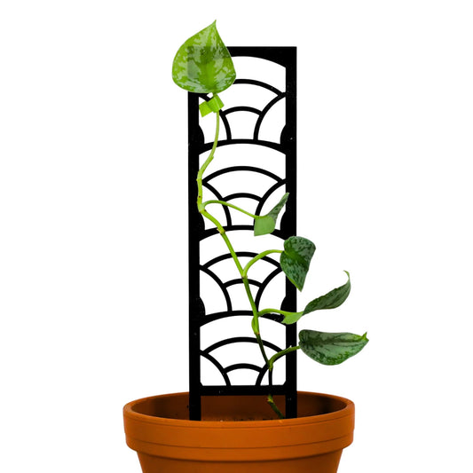 Potted plant with a black wooden trellis on a white background