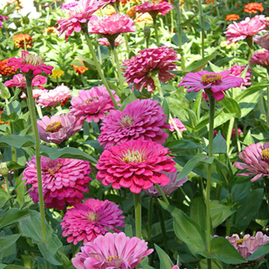 bright pink raspberry sorbet zinnia flowers in a field of flowers and leaves