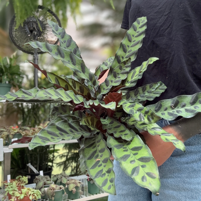 A person holding a Calathea rattle snake houseplant, showing its distinctive green patterned leaves, in a greenhouse setting.
