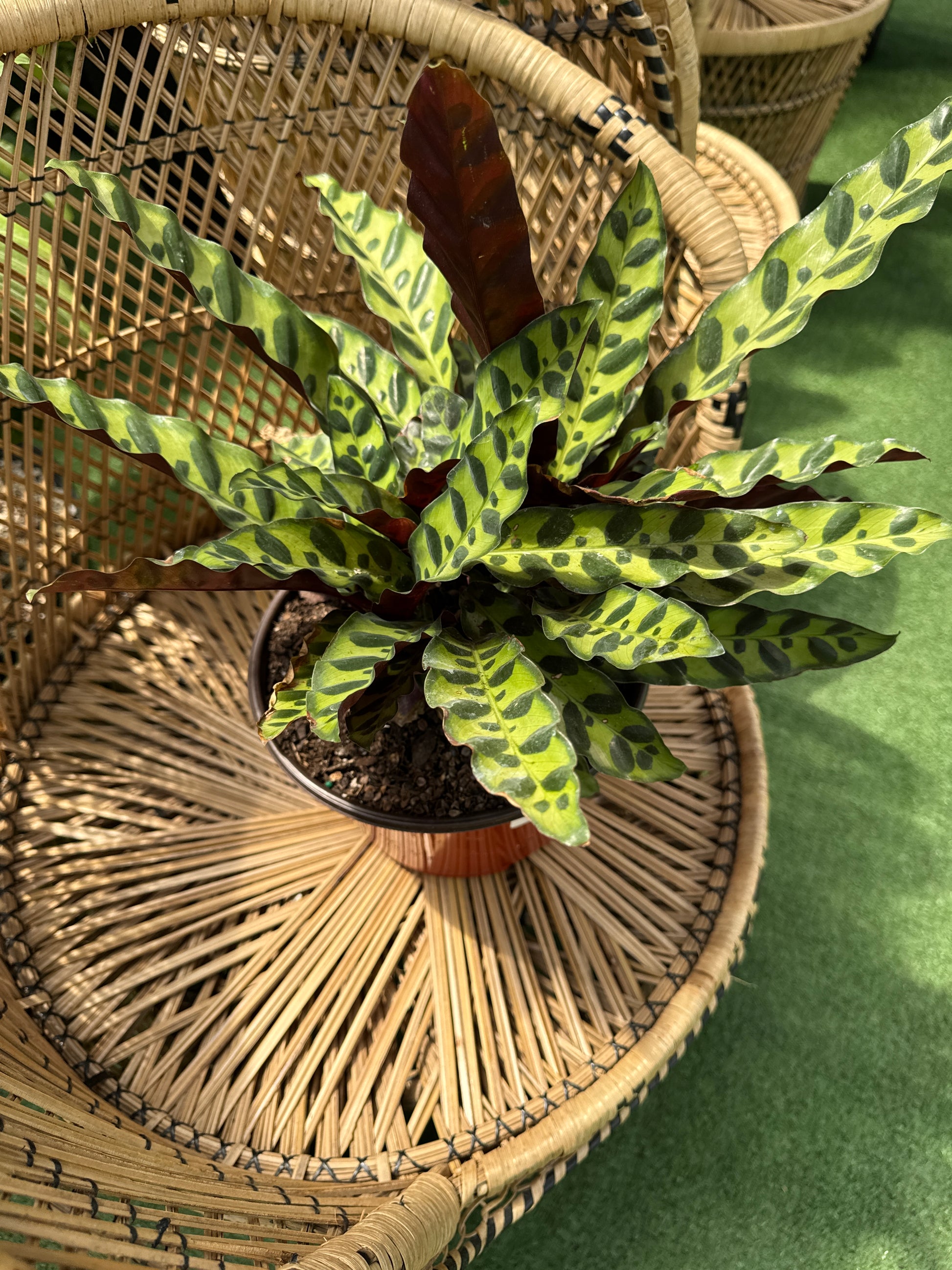 Potted Calathea lancifolia (or Goeppertia insignis) or rattle snake plant with variegated leaves on a woven basket against a green background